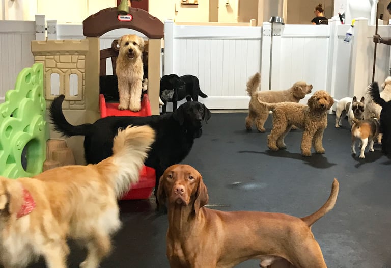 Creche canina Day Care Pet Escola Canina
