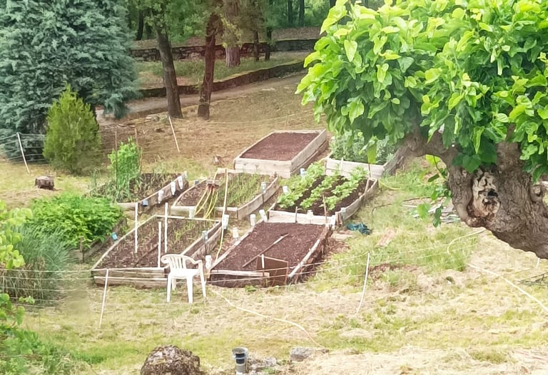 B's potager /raised beds.