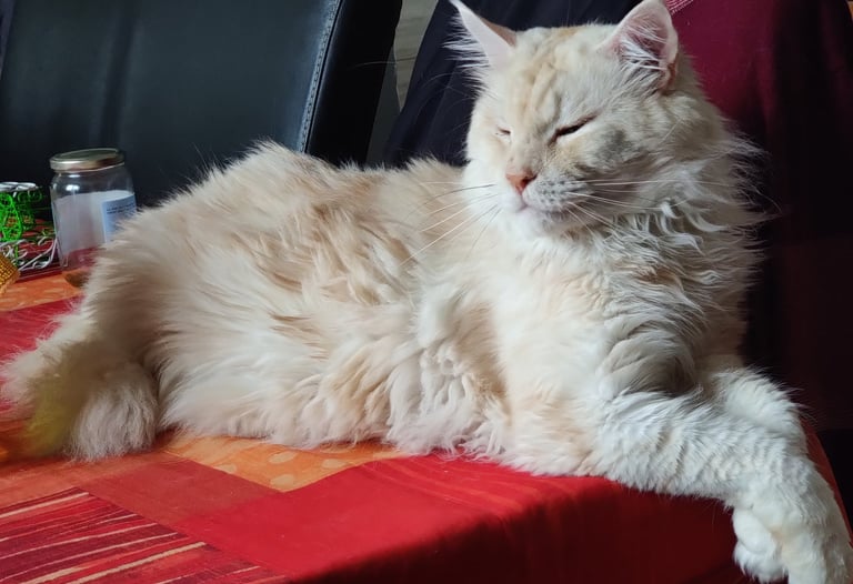 male maine coon