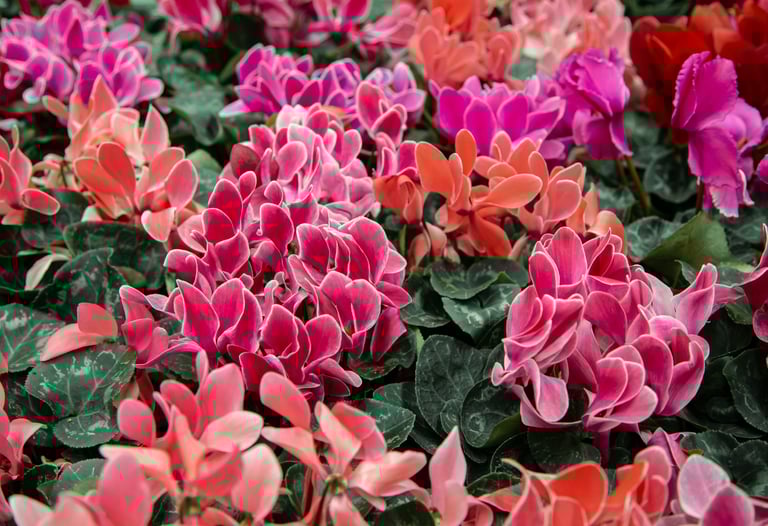 Cyclamens