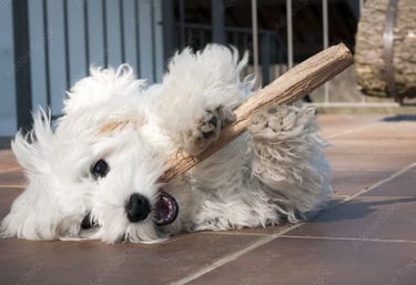 Maltese puppies in Houston Tx on patio enjoy play time with stick