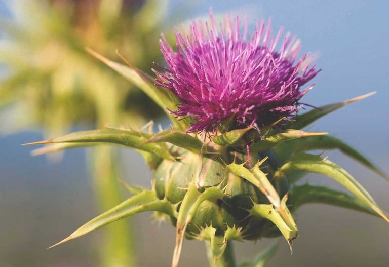 milk thistle