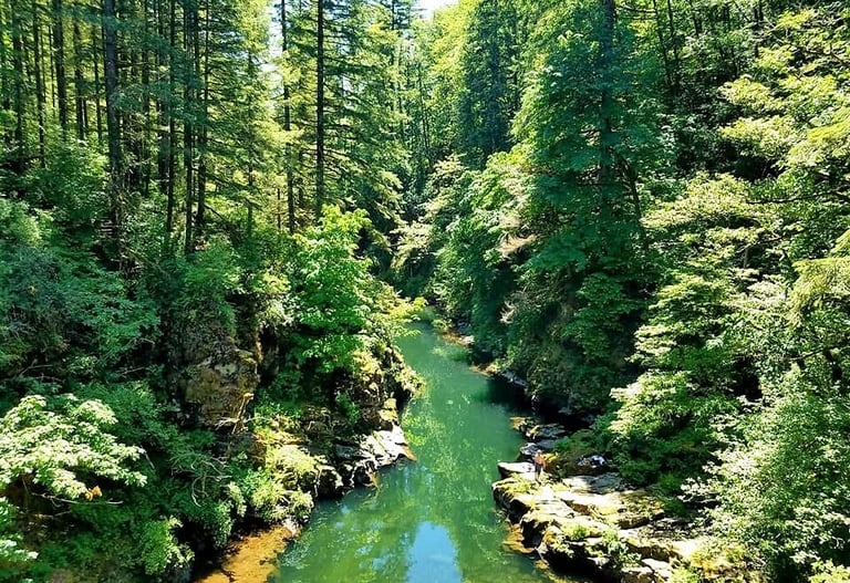 Yacolt, WA - the emerald waters of Lewis River flow thru a thick green forest