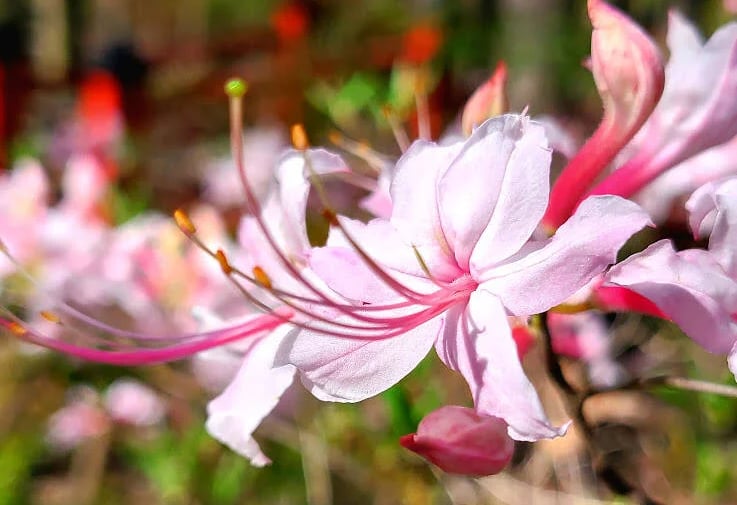 Huntsville, AL - Azalea flowers at the Japanese Gardens in Monte Sano Park