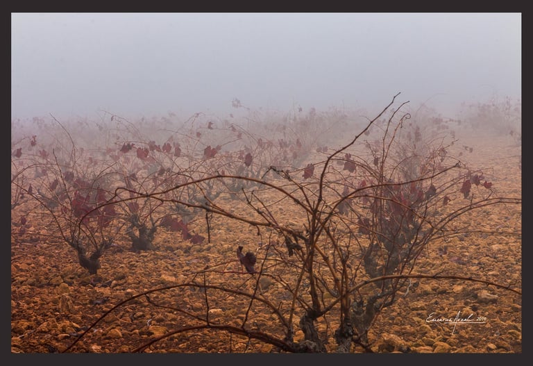 Foto de Encarna Arnal Moreno, en la exposición virtual de la web de AGFOVAL