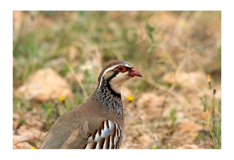 PERDIZ COMÚN (ALECTORIS RUFA)