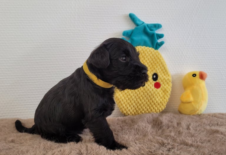 Chiot Schnauzer nain noir