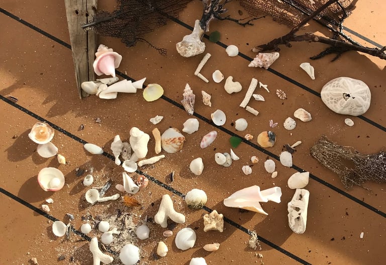 I love Finding Shells on Turks and Caicos