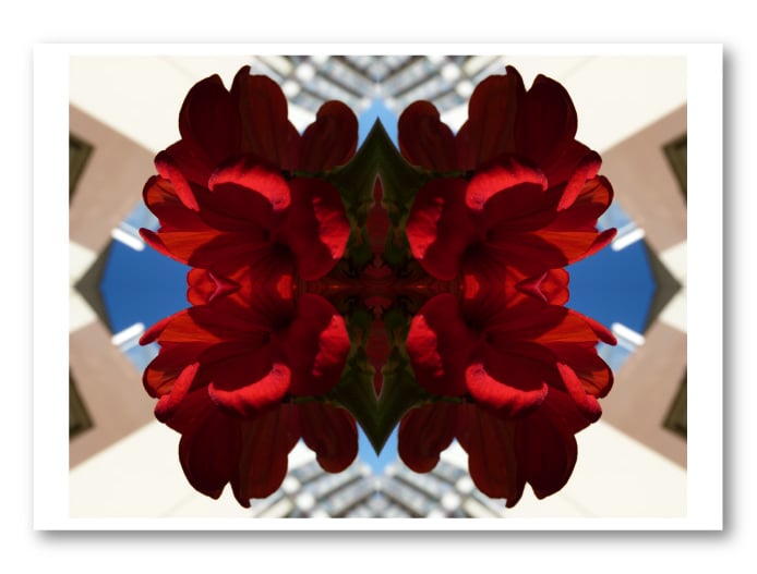 Reproduction Fleur Rouge de Lamarcelle