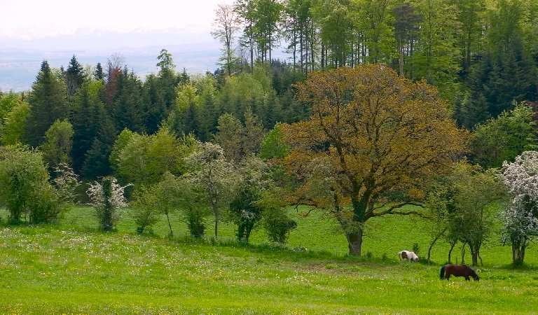 ponies grazing in a field with trees in the background
