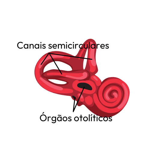 anatomia aparelho vestibular labirinto