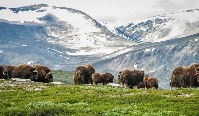 Piżmowoły w Dovrefjell zimą.