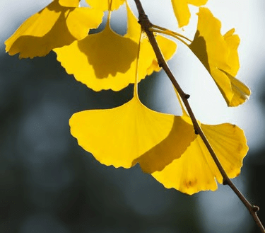 Branche de ginkgo aux feuilles jaunes symbolisant la résilience et la force intérieure du parcours reconstruction.