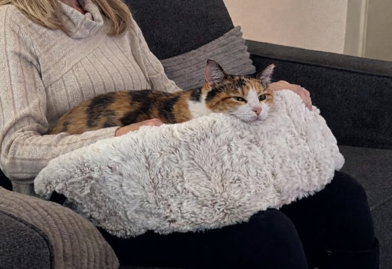 Calico cat enjoying connection in the Furr Lap, Pet Lap Bed
