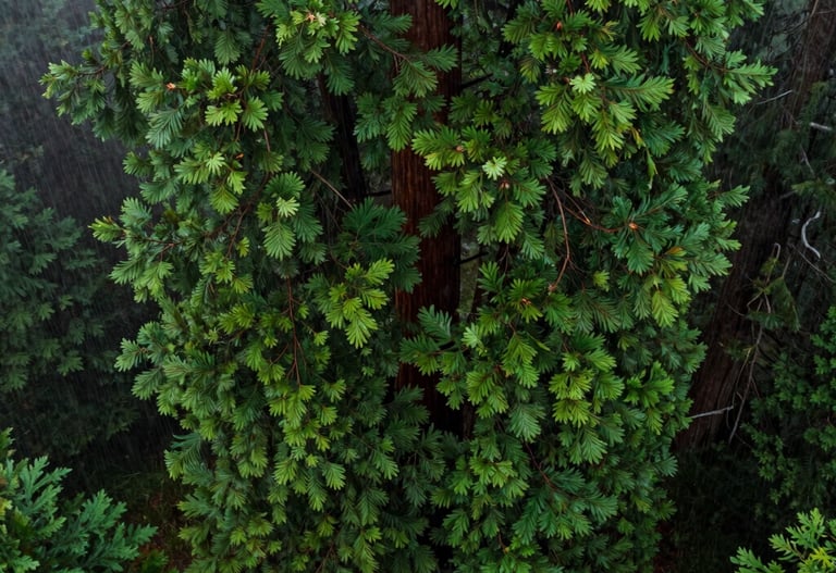 A top-down aerial view of the Fairmount King sequoia during a light rain in Eugene, Oregon. The deep green foliage is vibrant and saturated, with misty gray surroundings.