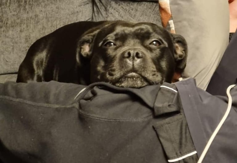 staffy nero staffordshire bull terrier grecalestaffs