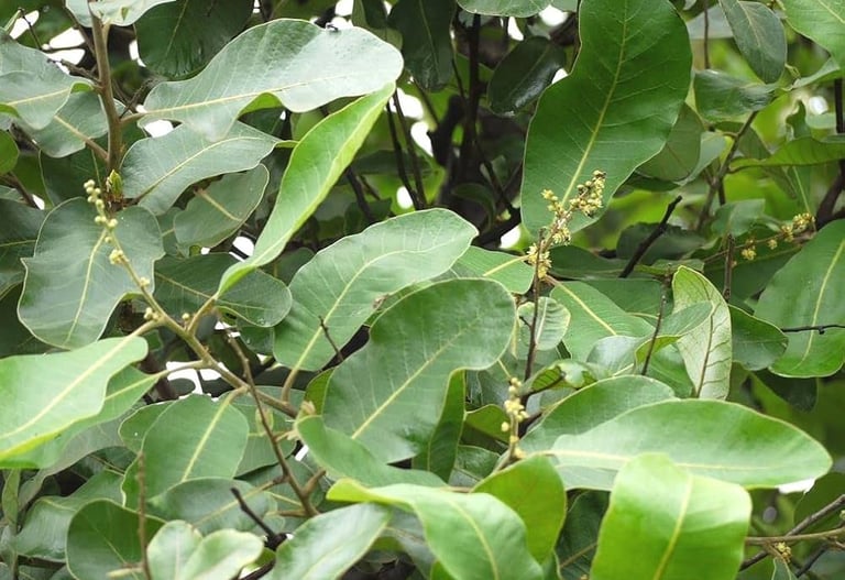 bhallataka for cancer