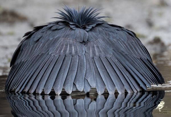 Zwarte reiger met uitgespreide vleugels tijdens het jagen in Gambia