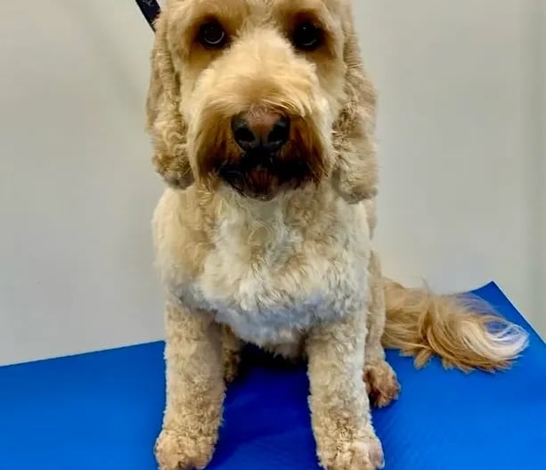 Full Groom