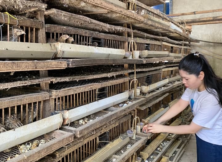 trứng chim cút bóc sẵn Đông Anh, Hà Nội, chim cút thịt, chim câu thịt giá sỉ