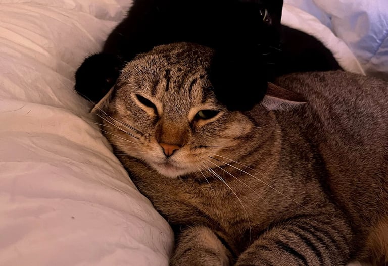 one black cat on top of a brown tabby