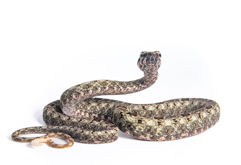 Tropidrodryas serra Ubatuba