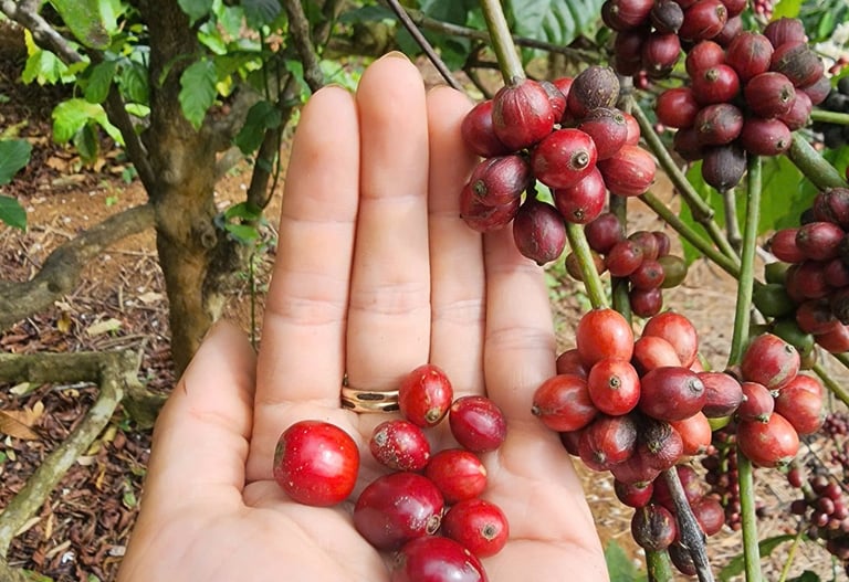 So sánh cà phê sẻ và cà phê cao sản