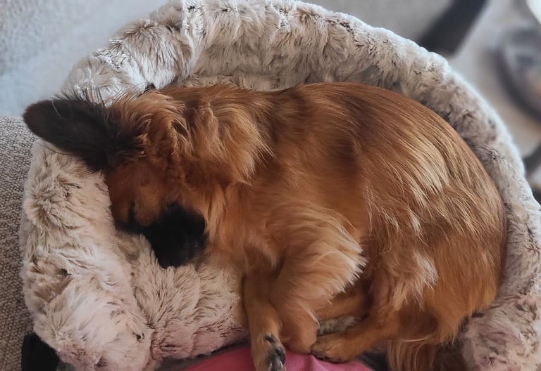 Brown dog enjoying closer connection in the Furr Lap, Pet Lap Bed