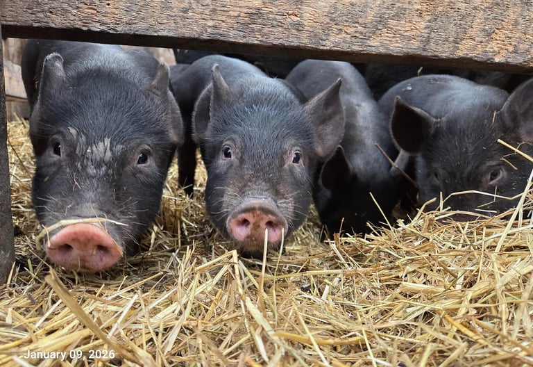 four black piglets look at the camera