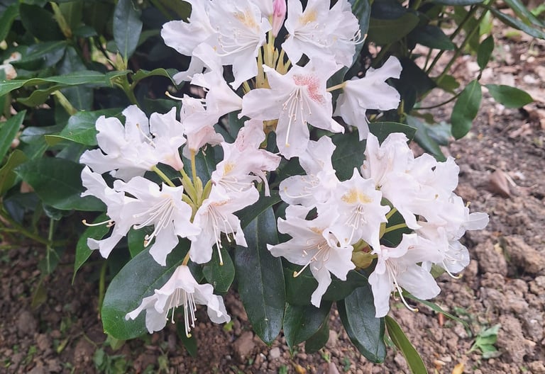one well planted, thriving perennial plant