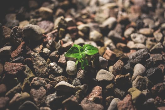 Small seedling growing among stones