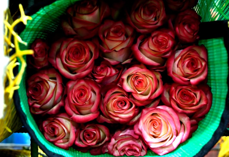 Fresh red and white bicolor roses bunched in a green mesh florist basket for a bouquet.
