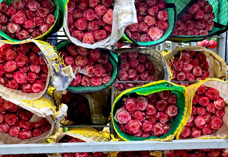 Bundles of fresh pink and red roses wrapped in protective mesh for floral wholesale.