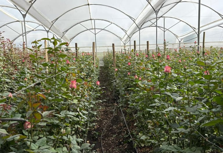 Pink roses growing in neat rows inside a commercial greenhouse nursery.