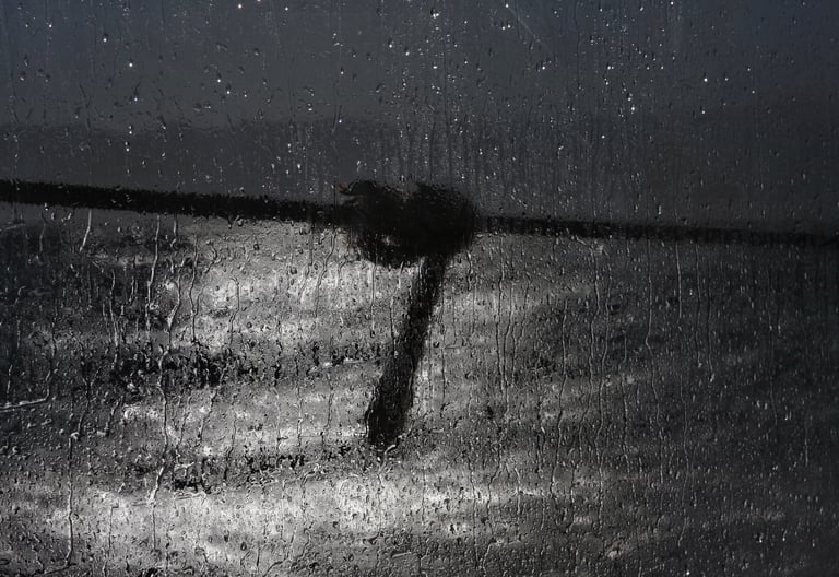 Back from Smirne. Grey Knob Figure  on ship's window