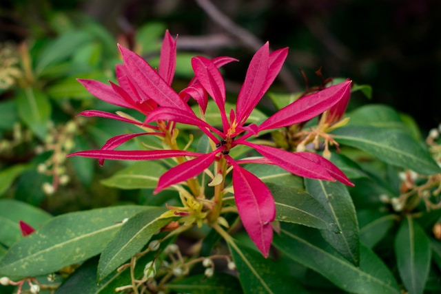 Pieris shade plant with red everegreen newgrown leaves