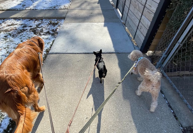 Dog Walking service Chicago