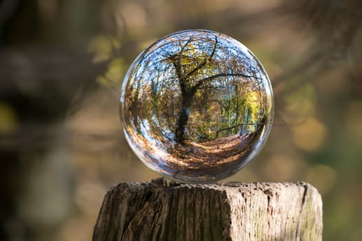 Glass sphere reflecting a tree