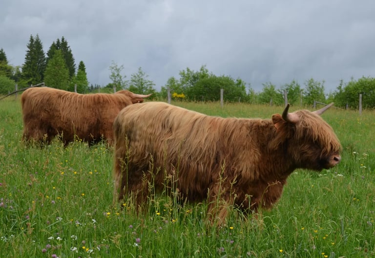 Highland Cattle dans un champ