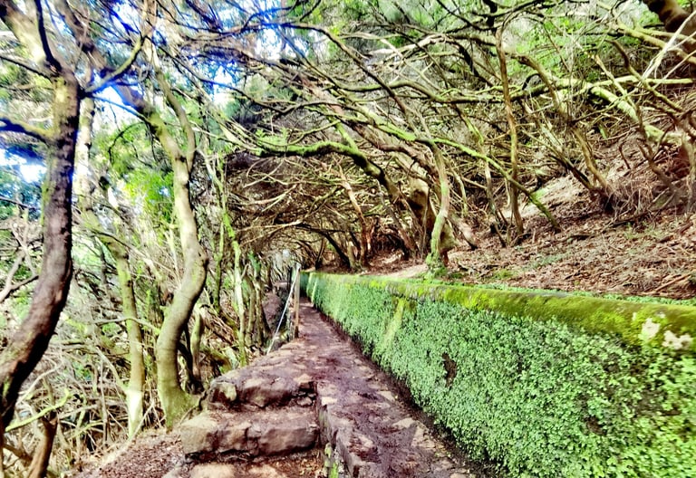 Levadas sentier à Madère