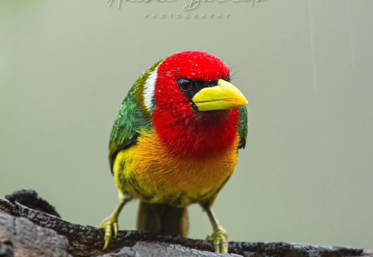 Colombia Endemic Bird Photography Expedition