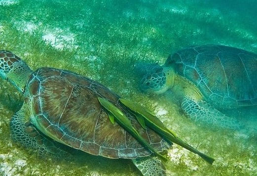 Tour Tortugas Cenote desde Cancun