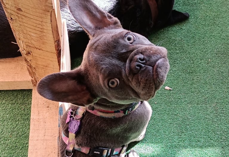 Clases para perros juveniles