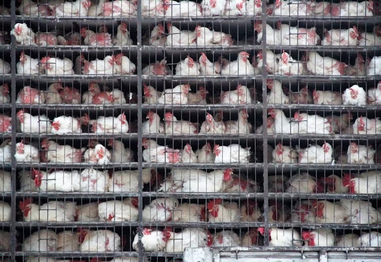 attivismo veganismo orrore allevamenti intensivi 
