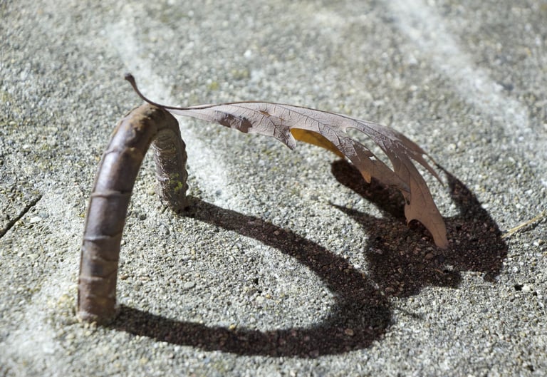 A tree leaf stem supported on a round steel bracket set in the grayish concrete.