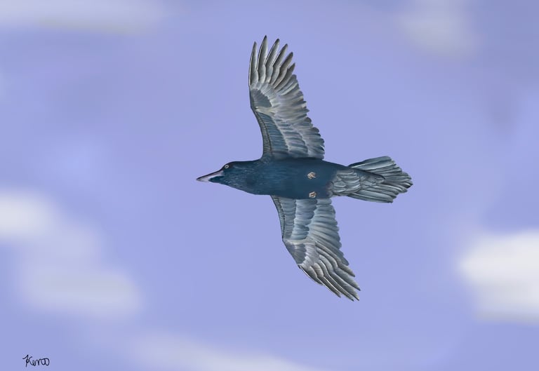 Crow in Flight