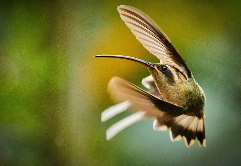 Manu Road birding tour