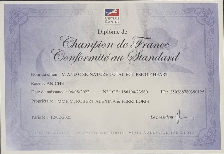 diplôme champion de France conformité au standar de notre caniche toy