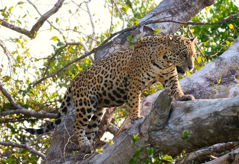 Photo by Jaguara Tours