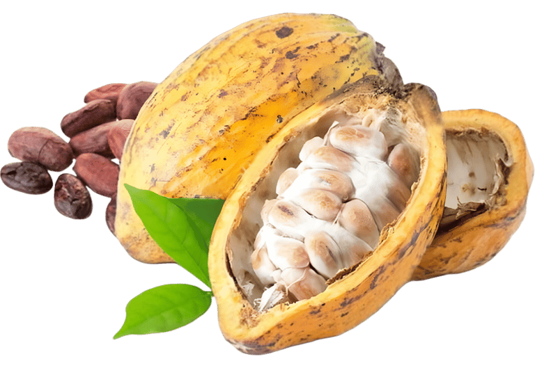 Cacao de la Sierra Nevada de Santa Marta 